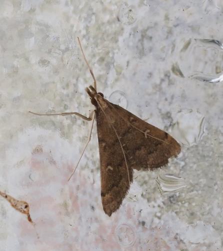 Réf. 265 085 : Dolicharthria punctalis